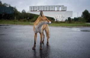 Una volpe si aggira a Chernobyl. Molti animali, però, sono mutati a causa delle radiazioni altissime